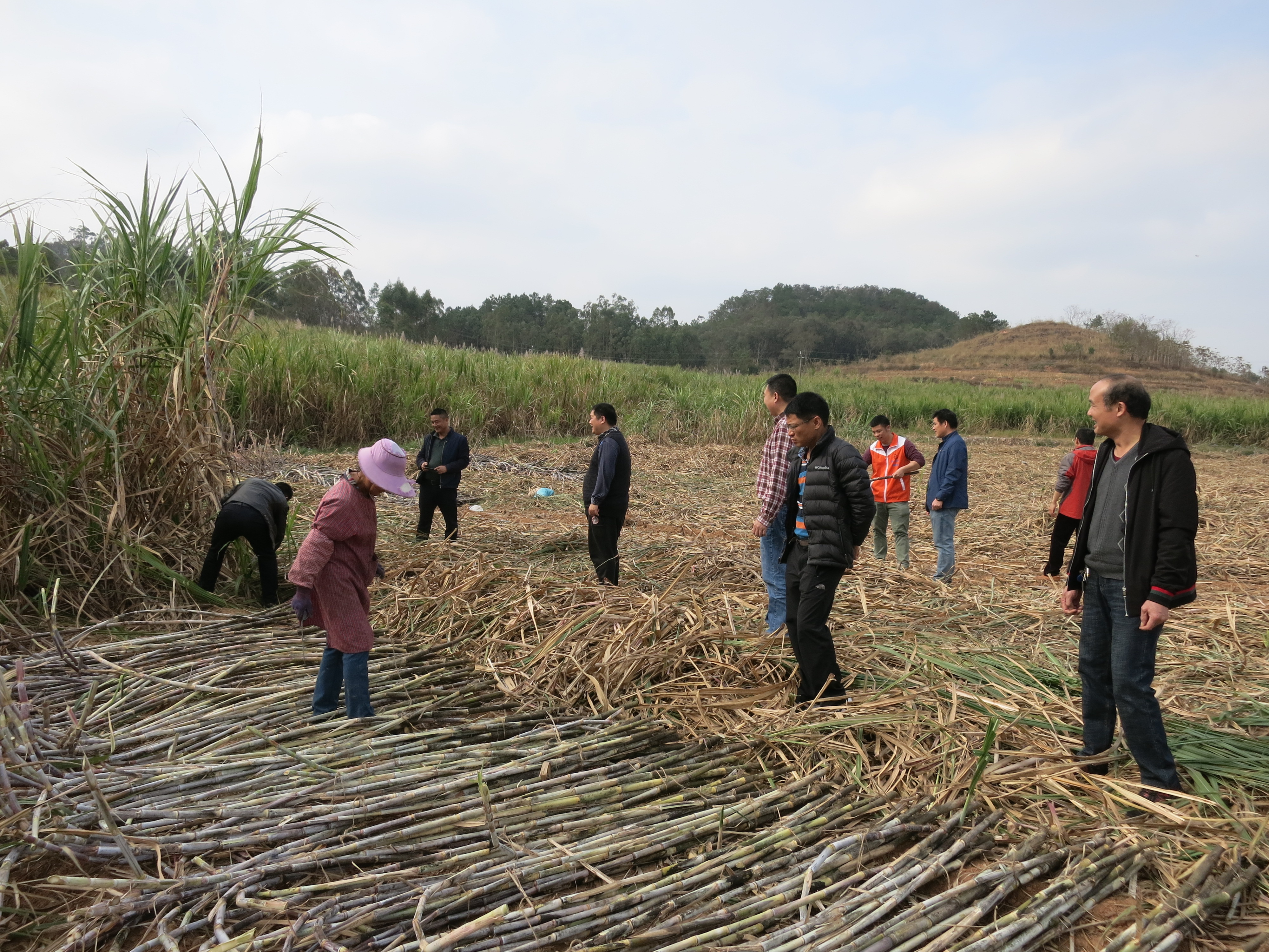 3.“彭村糖料甘蔗种植扶贫示范园”甘蔗砍收现场检查指导.JPG